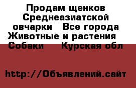 Продам щенков Среднеазиатской овчарки - Все города Животные и растения » Собаки   . Курская обл.